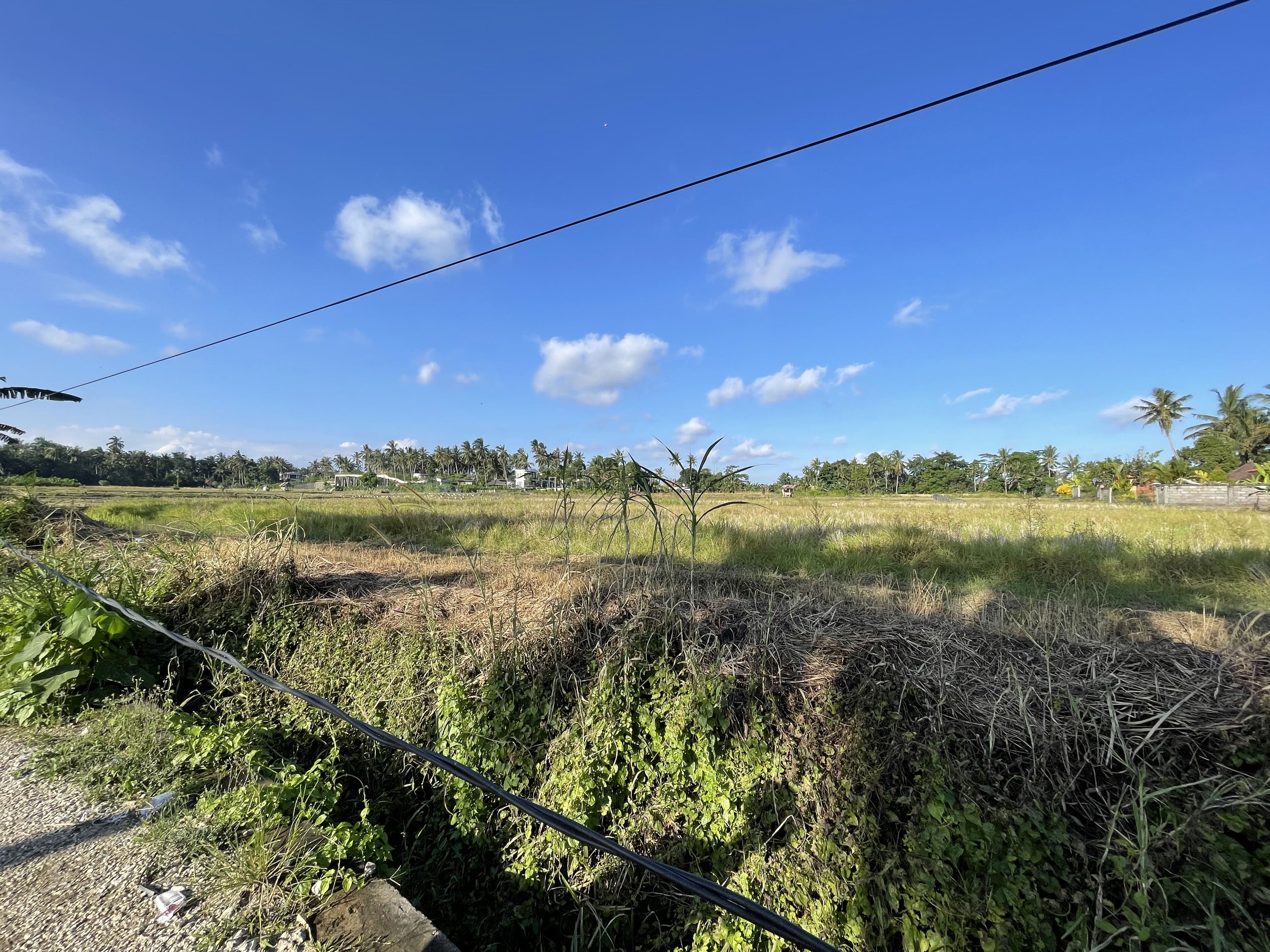 Open field and green outlook in south Lodtunduh, Ubud